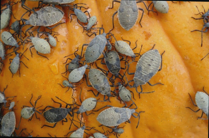 infestação de insetos da abobrinha Infestação de ninfas de insetos da abobrinha em uma abóbora amarela.