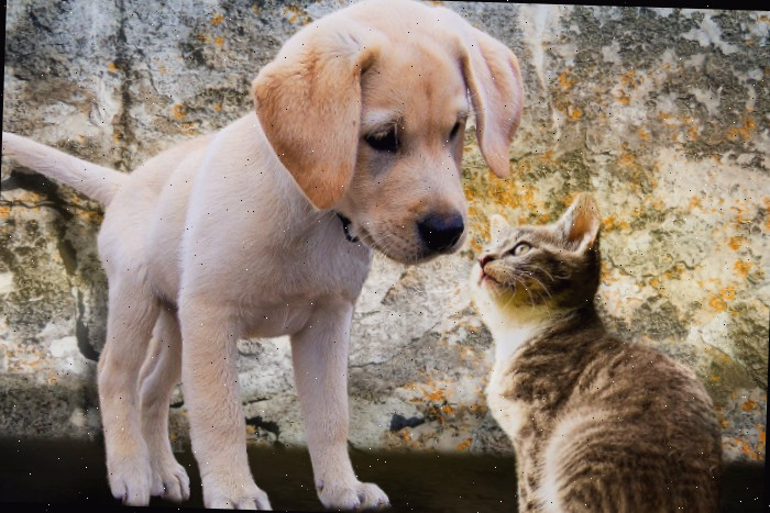 Filhote e gatinho filhote e gatinho se olhando