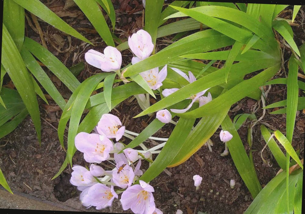 Flores roxas de crocus à frente de um canteiro.