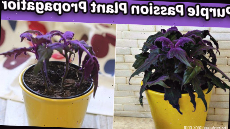 Uma montagem retratando a propagação da planta de paixão roxa com uma planta saudável e estacas em um vaso.