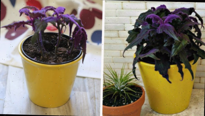 Propagando maracujá roxo.