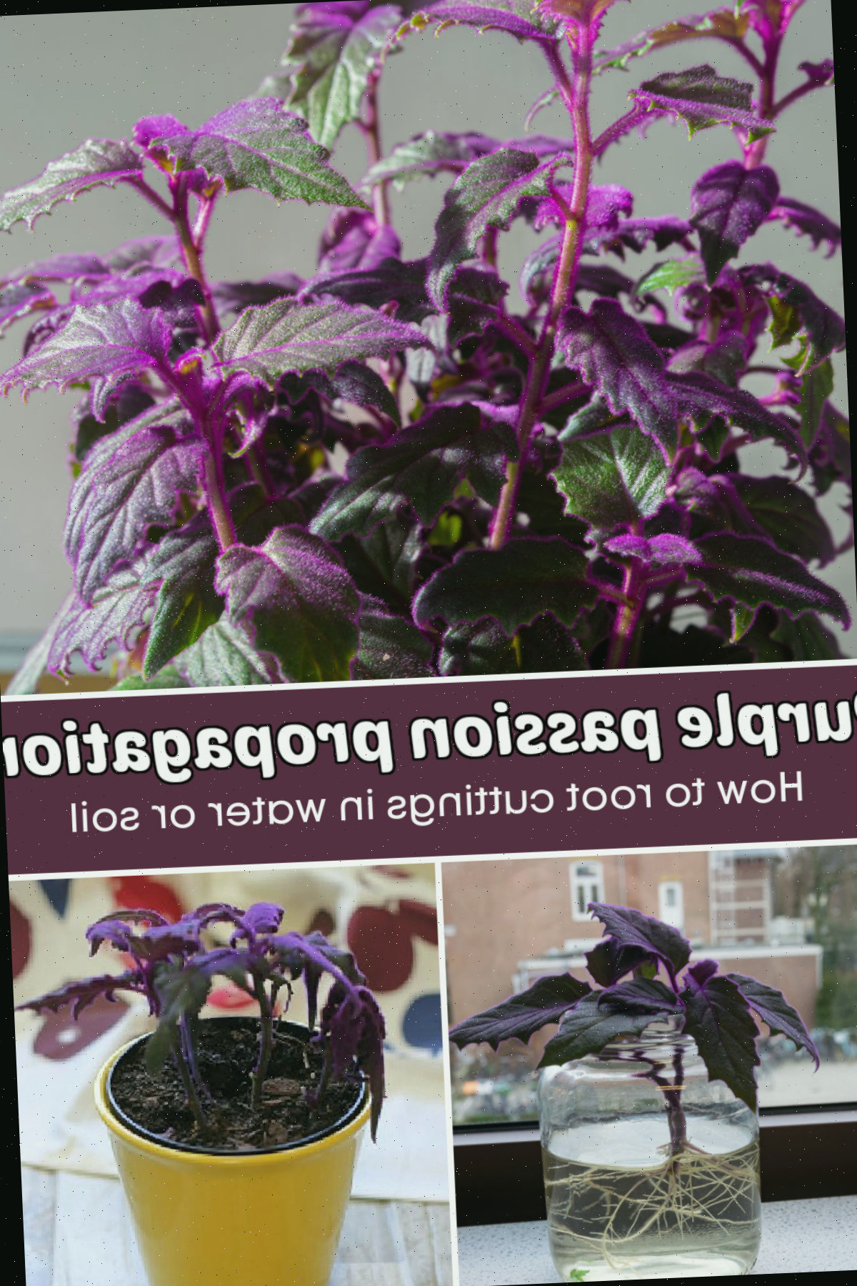 Propagação da purple passion plant - como enraizar estacas na água ou no substrato.