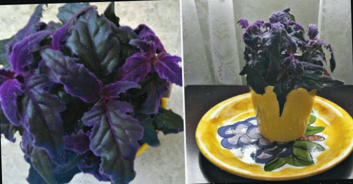 Planta de veludo roxo - gynura aurantiaca