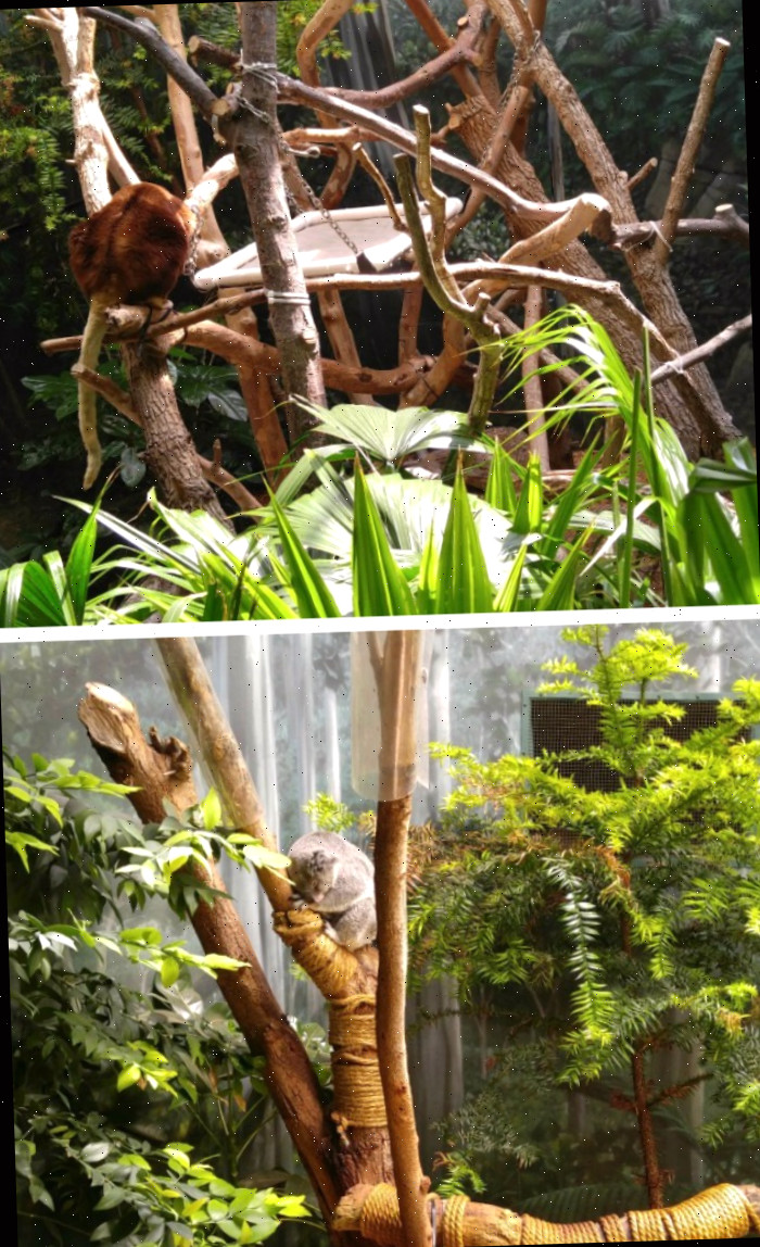 Coala e canguru arborícola na exibição da floresta tropical do Zoológico de Cleveland