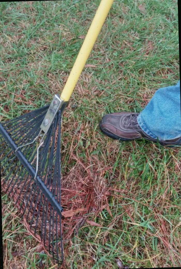 Raspe o gramado para remover a palha