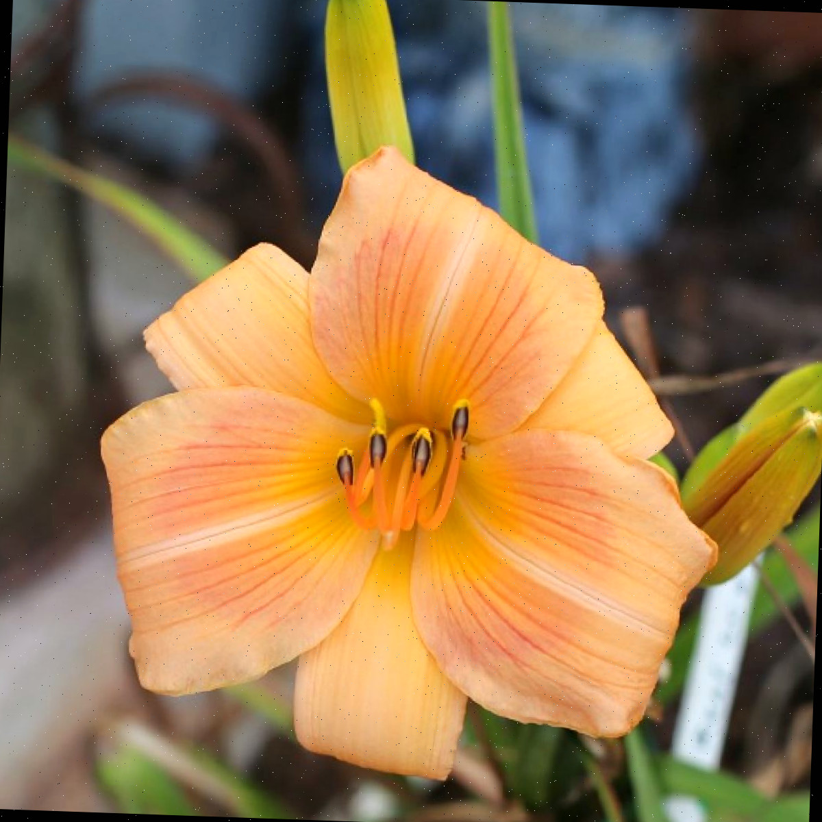 Um lírio-de-um-dia laranja, chamado Hemerocallis 'Real Wind', em uma jardineira, com alguns botões e folhas visíveis e o fundo desfocado para não distrair.