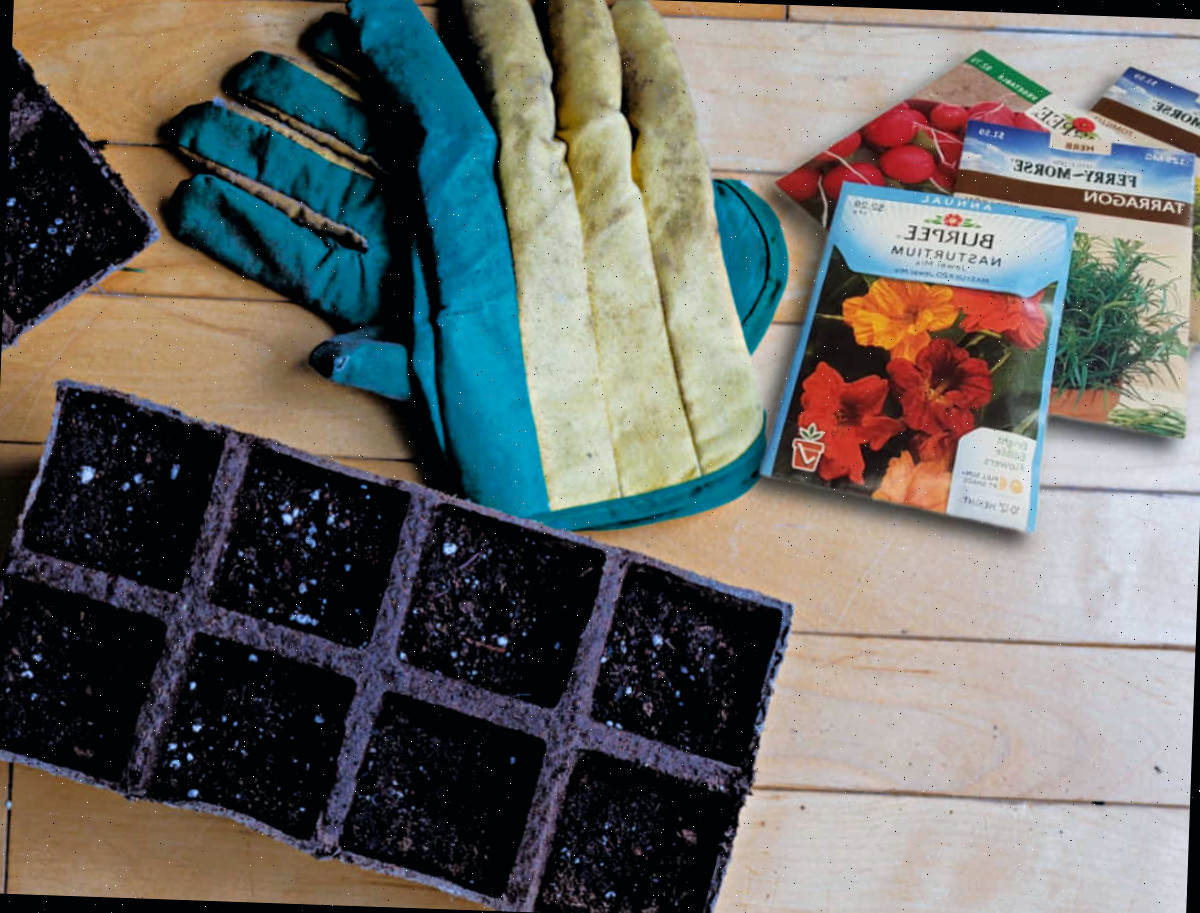 Sementes e luvas de jardinagem com uma bandeja biodegradável para germinar sementes.