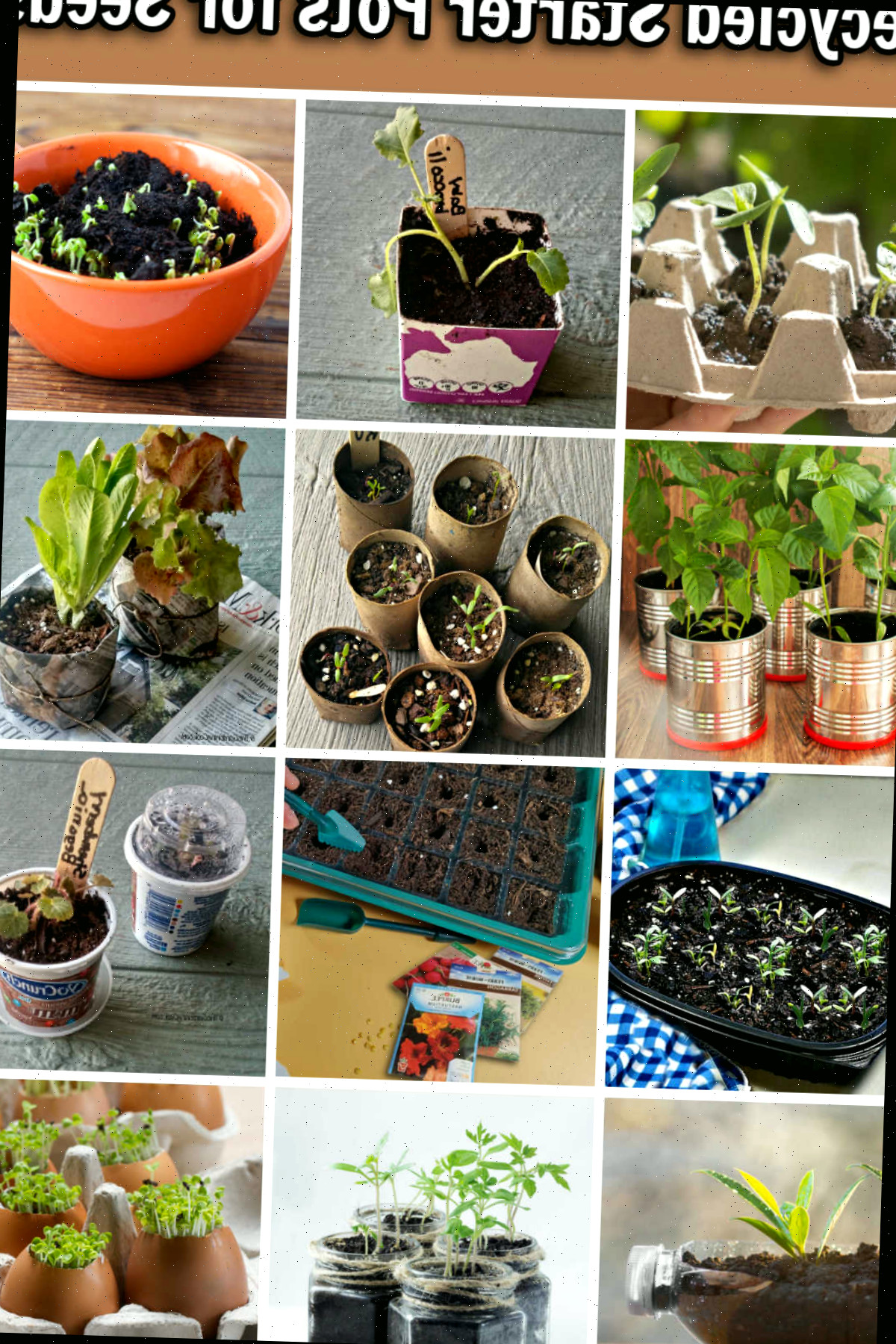 Fotos de vasos reciclados para germinar sementes, incluindo caixas de ovos, xícaras de chá, latas de metal, cascas de ovo, bandejas de frango assado e rolos de papel higiênico.