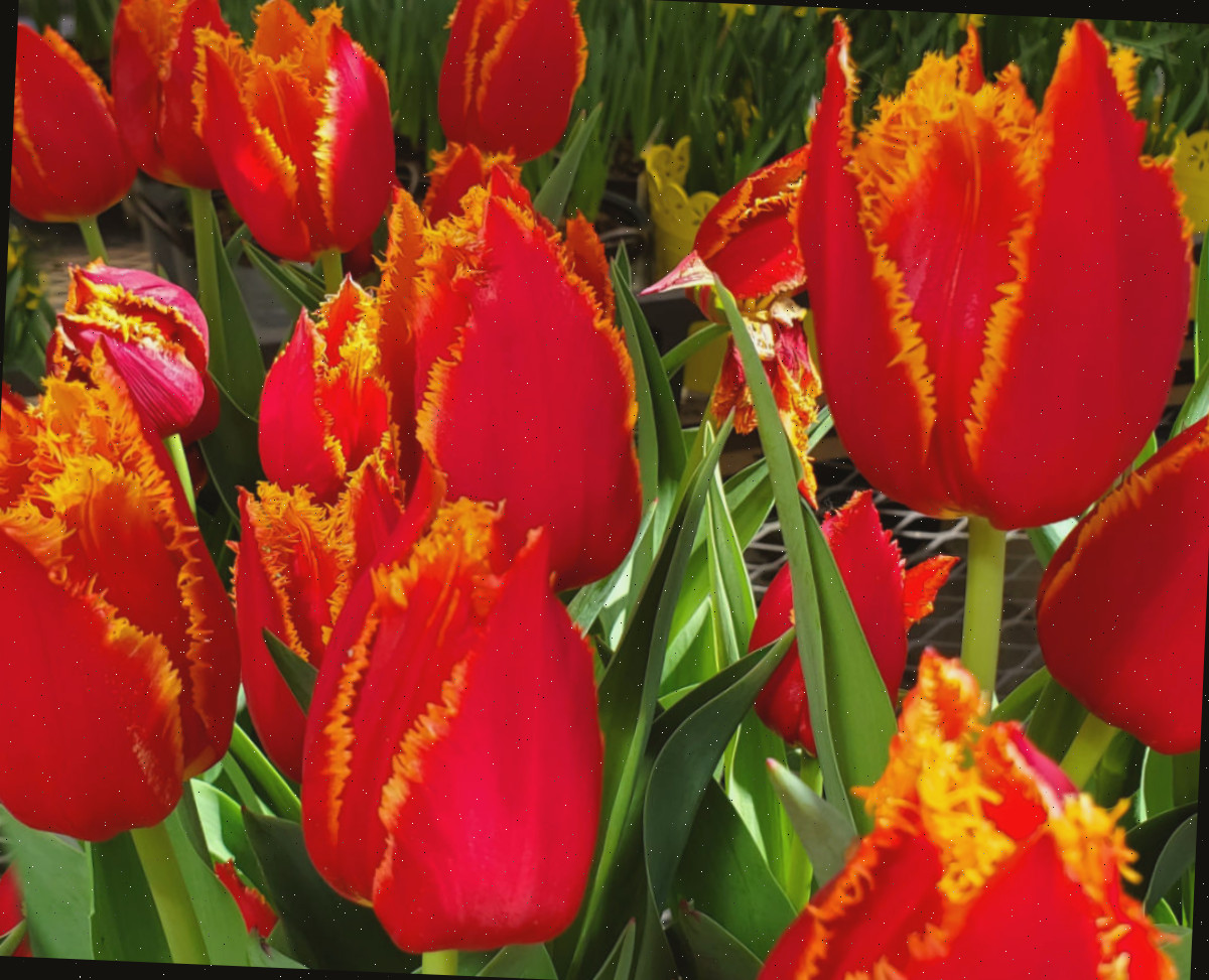 Tulipas frisadas em tons vermelhos e amarelos.