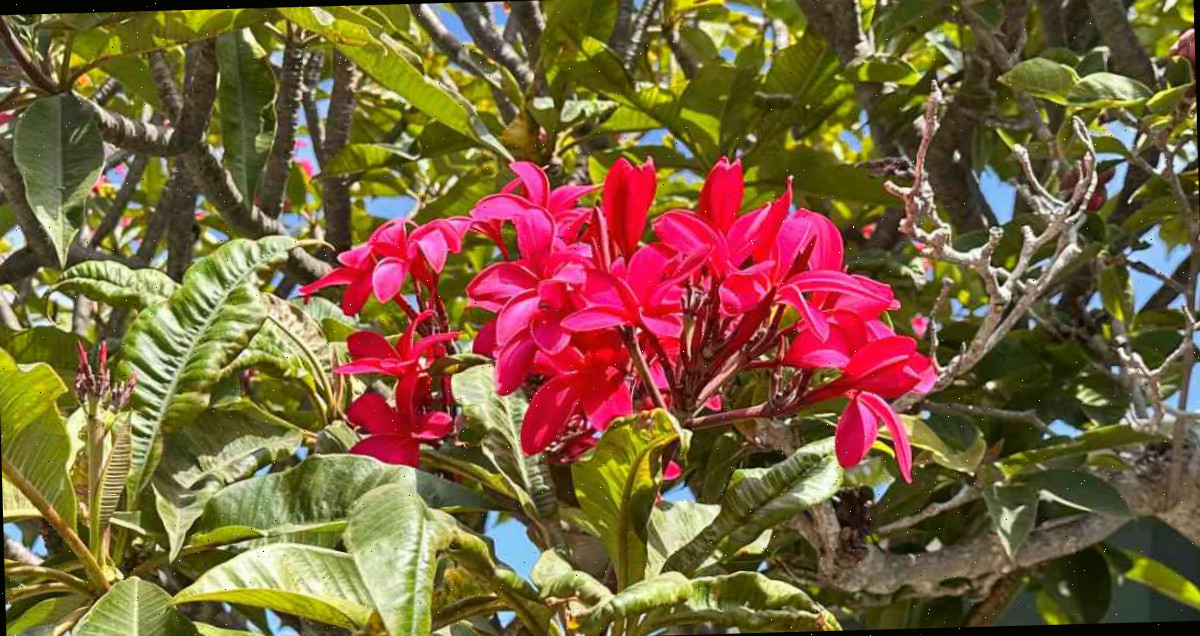 Uma imagem de uma árvore com flores cor-de-rosa, exibindo um agrupamento de flores de frangipani vermelho (plumeria rubra) dentro de um dossel de folhagem.