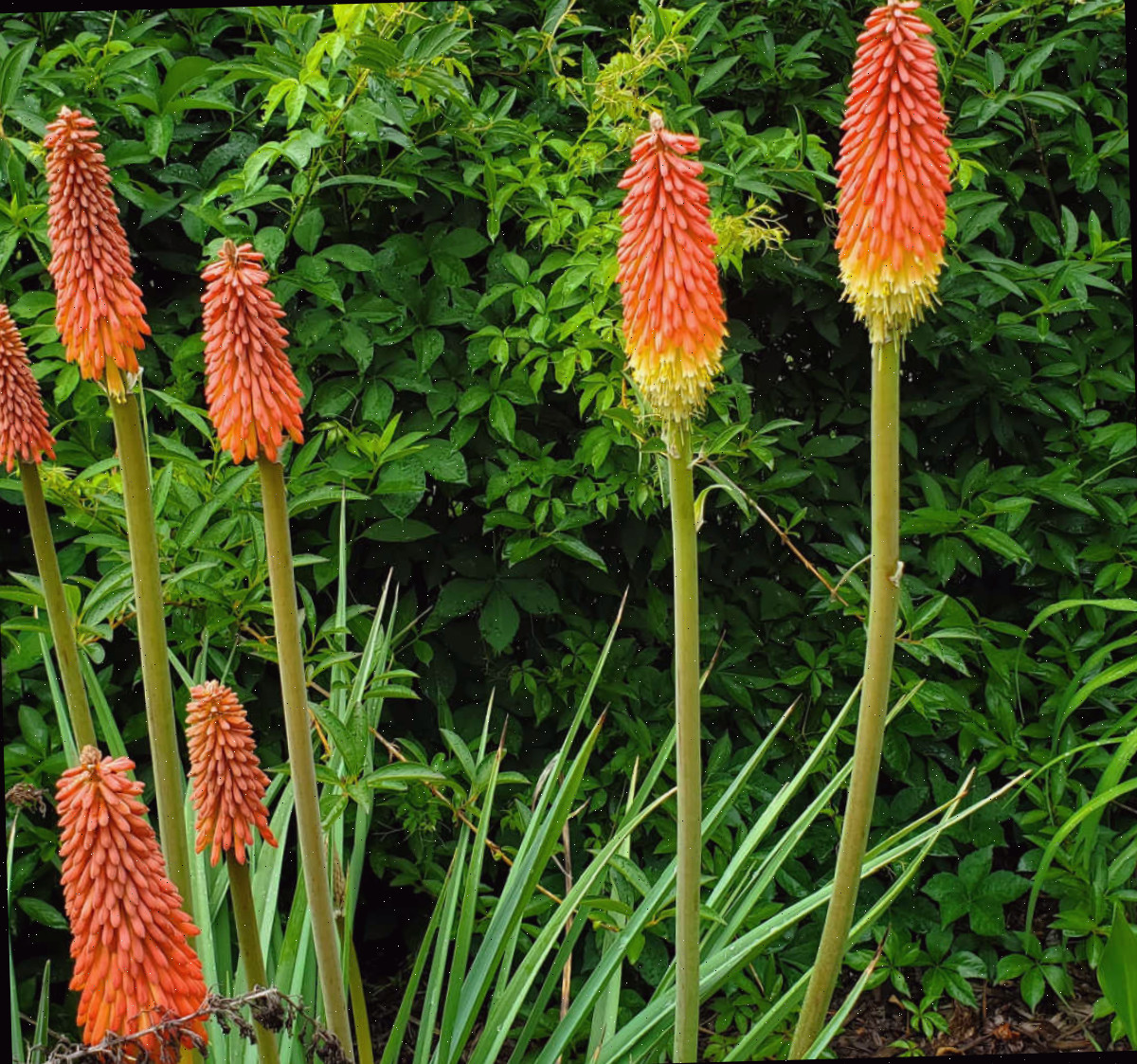 Plantas de espada-de-são-jorge-de-flor em plena floração em um canteiro ensolarado.