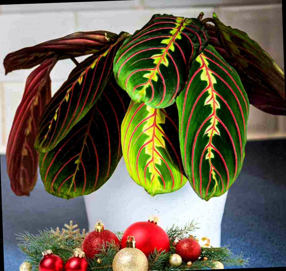Planta oração vermelha com bolas e folhagem.