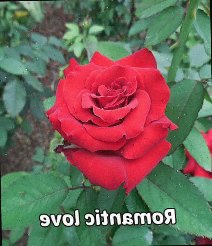 Uma rosa vermelha cercada por folhas, simbolizando amor romântico e admiração.