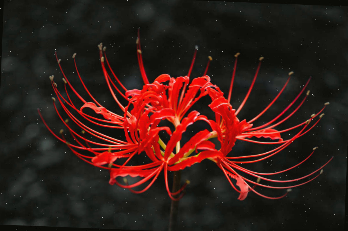 Lírio-aranha vermelho Lírio-aranha vermelho em um fundo escuro com efeito bokeh.