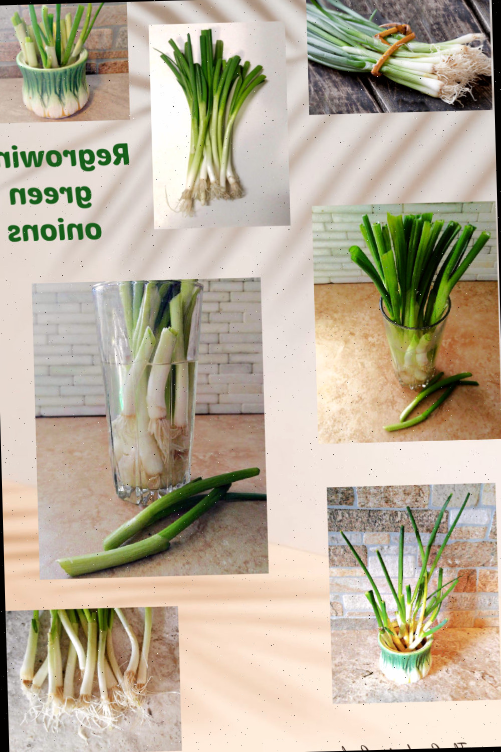 Uma colagem mostrando imagens do projeto de replantar cebolinhas na água, incluindo um maço de cebolinhas, raízes alongadas e brotos extras.