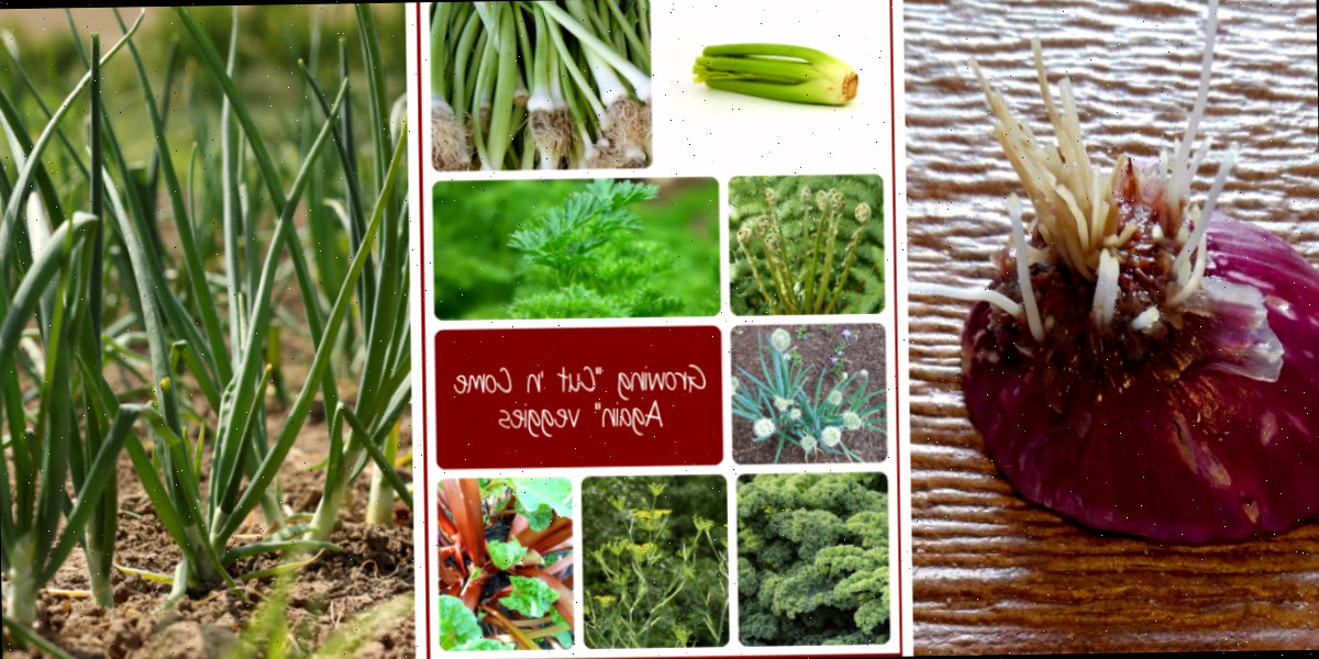 Uma colagem com imagens das bases de cebolas crescendo, verduras cortáveis e cebolinhas crescendo em um jardim.