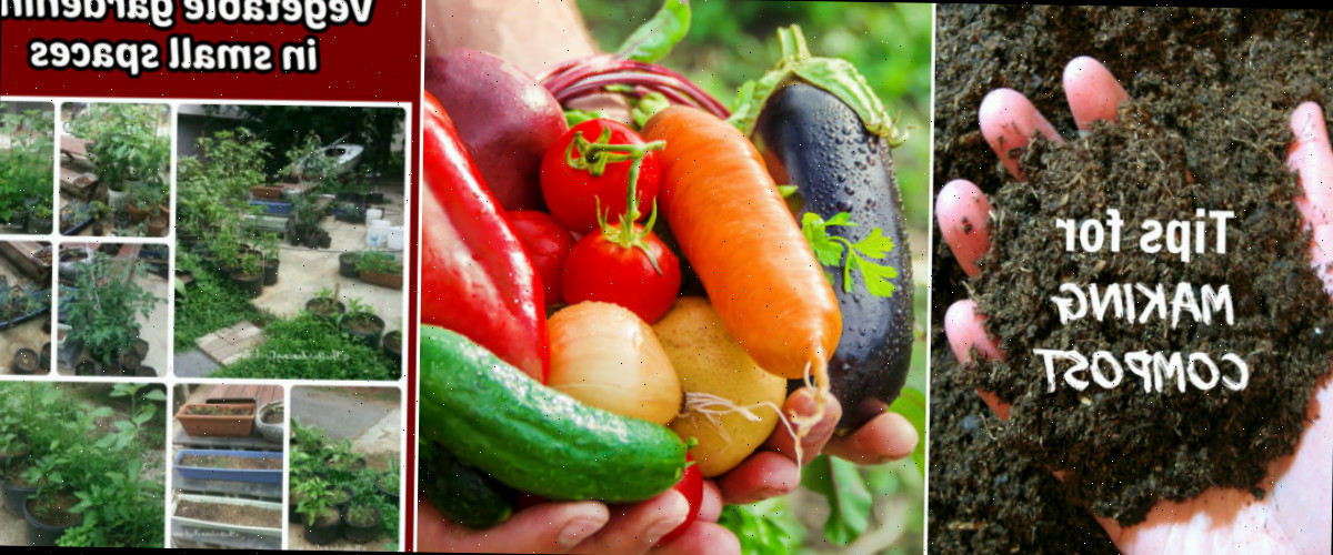Guias de jardinagem relacionadas, incluindo como fazer composto, vegetais para iniciantes e jardinagem de vegetais em pequenos espaços.