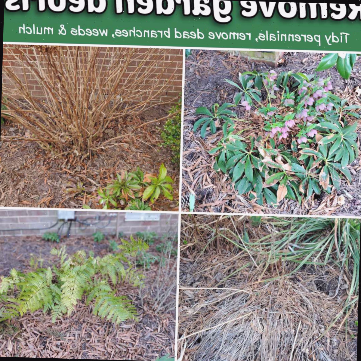 Plantas perenes desordenadas, galhos mortos, jardins cheios de ervas daninhas e folhas em uma borda que precisam ser organizados na primavera.