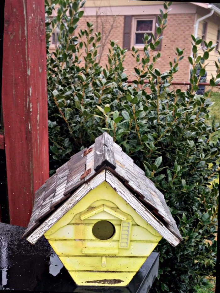 Inspecione as casas de pássaros no início da primavera.