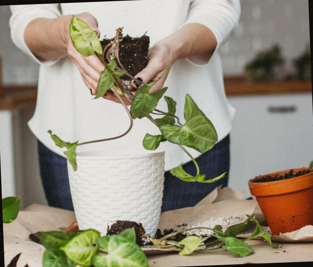 Replantando plantas syngonium