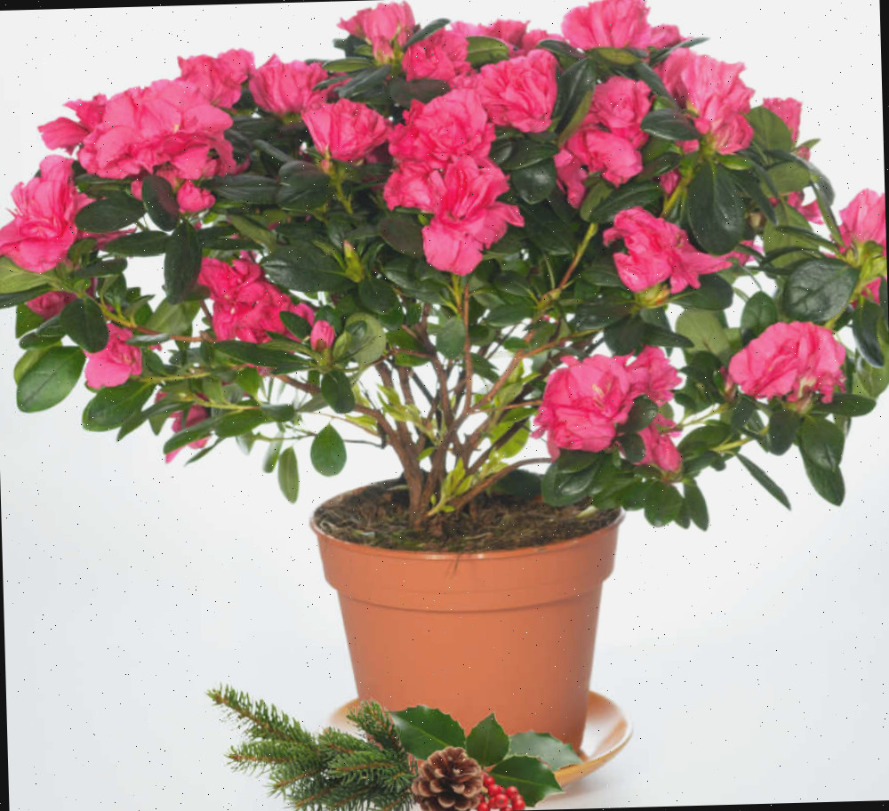 Rhododendron simsii — azaleia Christmas cheer em um vaso com holly.