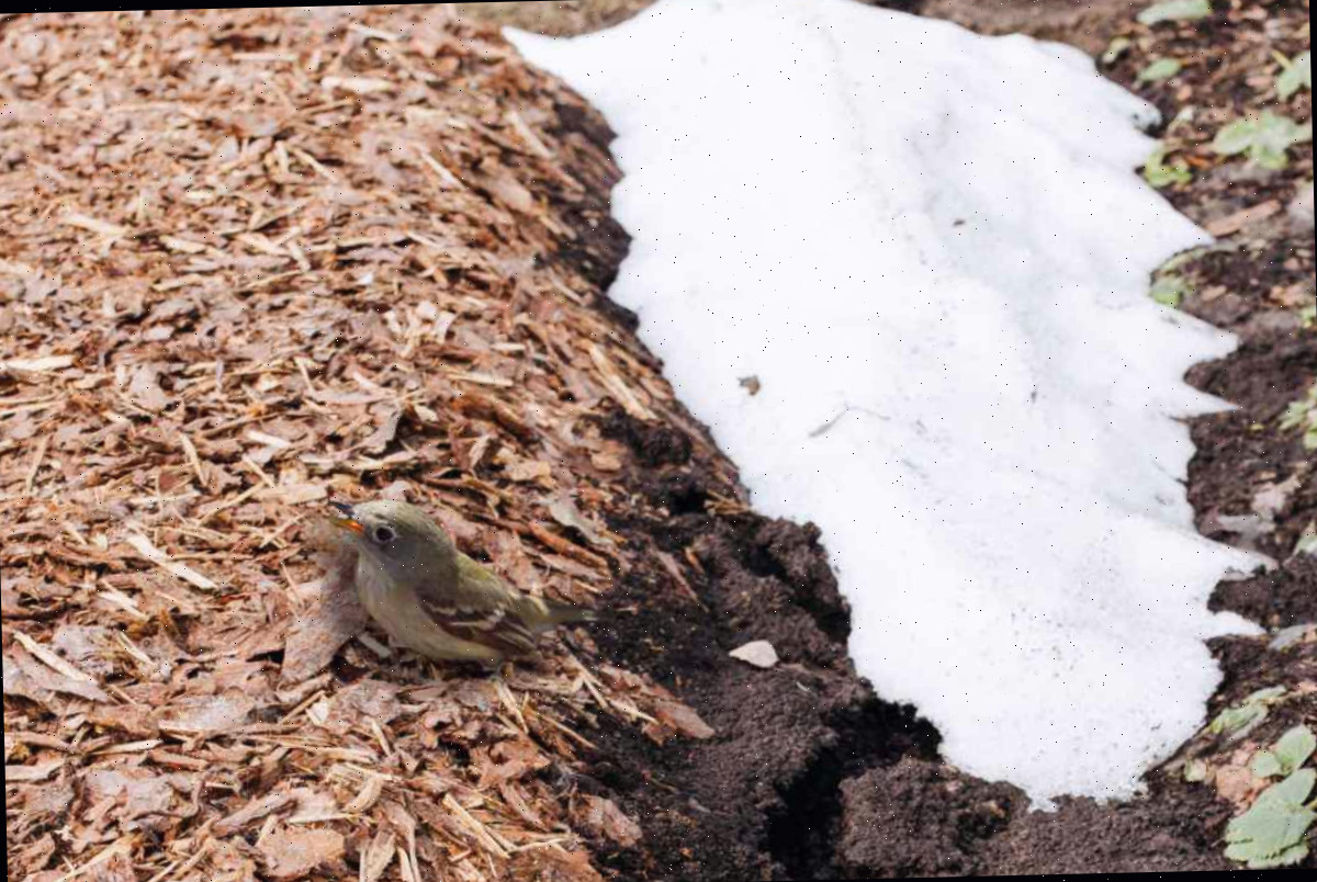Faça cobertura morta nos canteiros para atrair pássaros no inverno Pássaro sentado em um canteiro com cobertura morta e neve por perto.