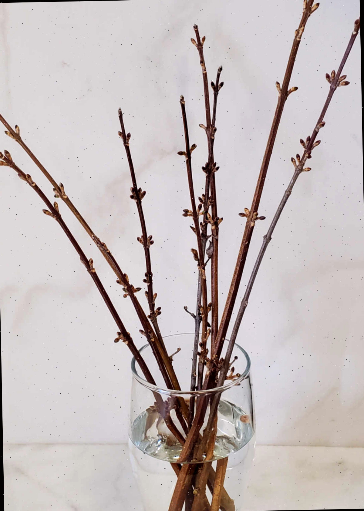 Estacas lenhosas de forsítia enraizando em um copo de água.
