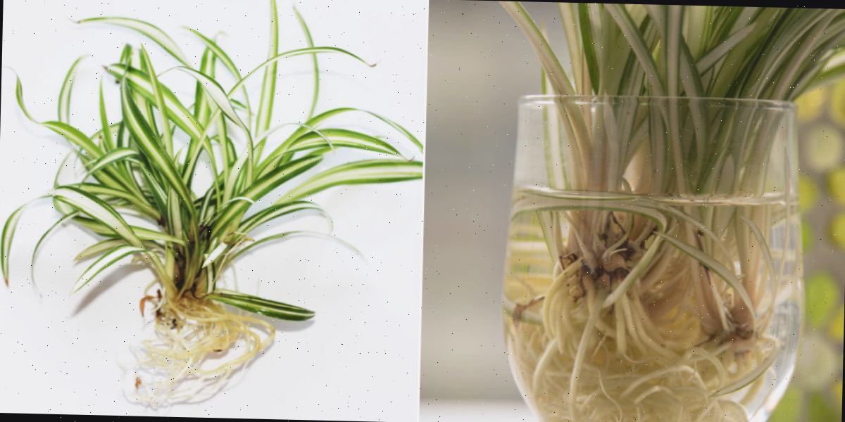 Uma colagem com um frasco de água com uma planta-aranha à esquerda e um filhote de planta-aranha enraizado à direita.