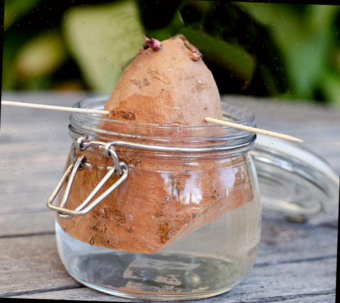 Uma batata-doce com palitos de dente suspensos em um recipiente com água, sobre um deck de madeira.