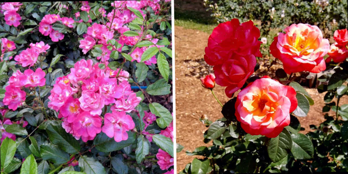 Rosas e rosas trepadeiras em uma colagem.