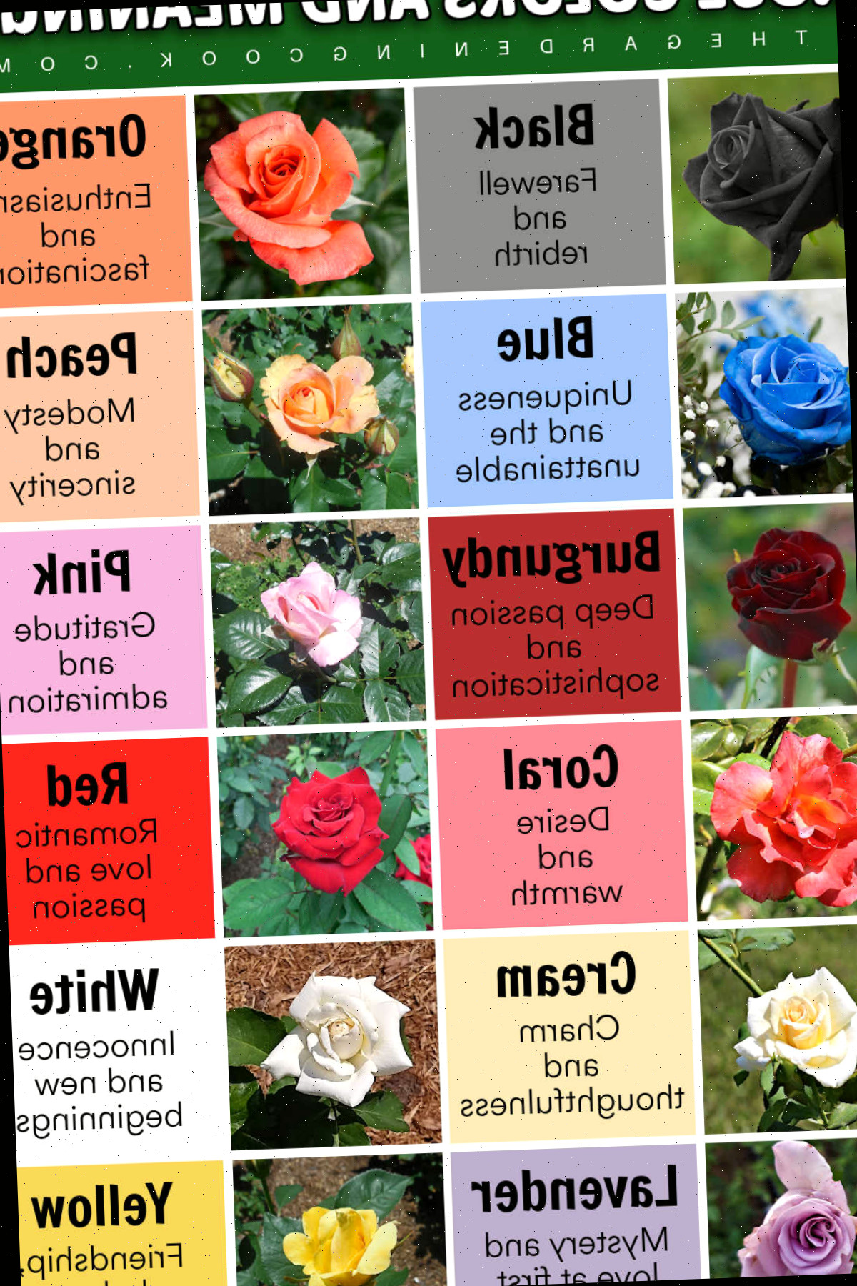 Um imprimível em formato JPG com várias rosas coloridas e seus significados. A caixa de texto verde diz Cores e significados das rosas.