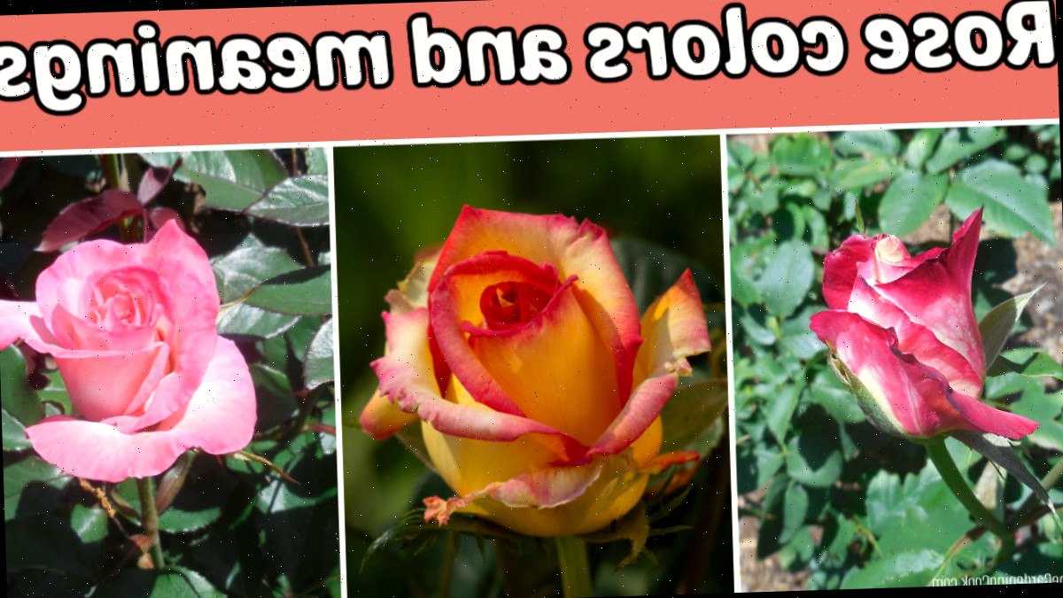 Um mosaico com uma rosa vermelha e branca, uma amarela e vermelha e uma rosa. O texto rosa diz cores e significados das rosas.