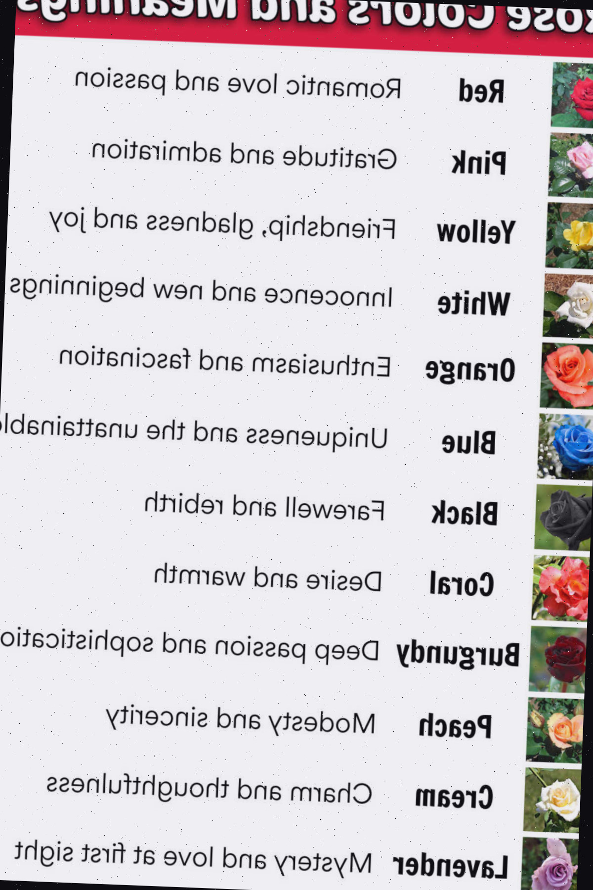 Um imprimível em formato JPG com uma extensa fileira de rosas de diferentes cores à esquerda e seus significados à direita. A caixa de texto vermelha diz Cores e significados das rosas.