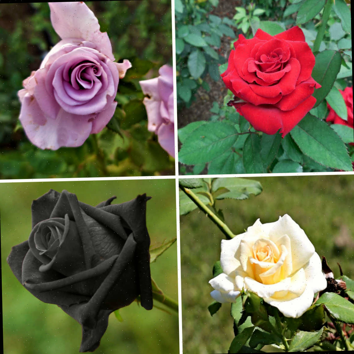 Cores de rosas vermelha, lavanda, creme e preta — o simbolismo de cada uma é distinto.