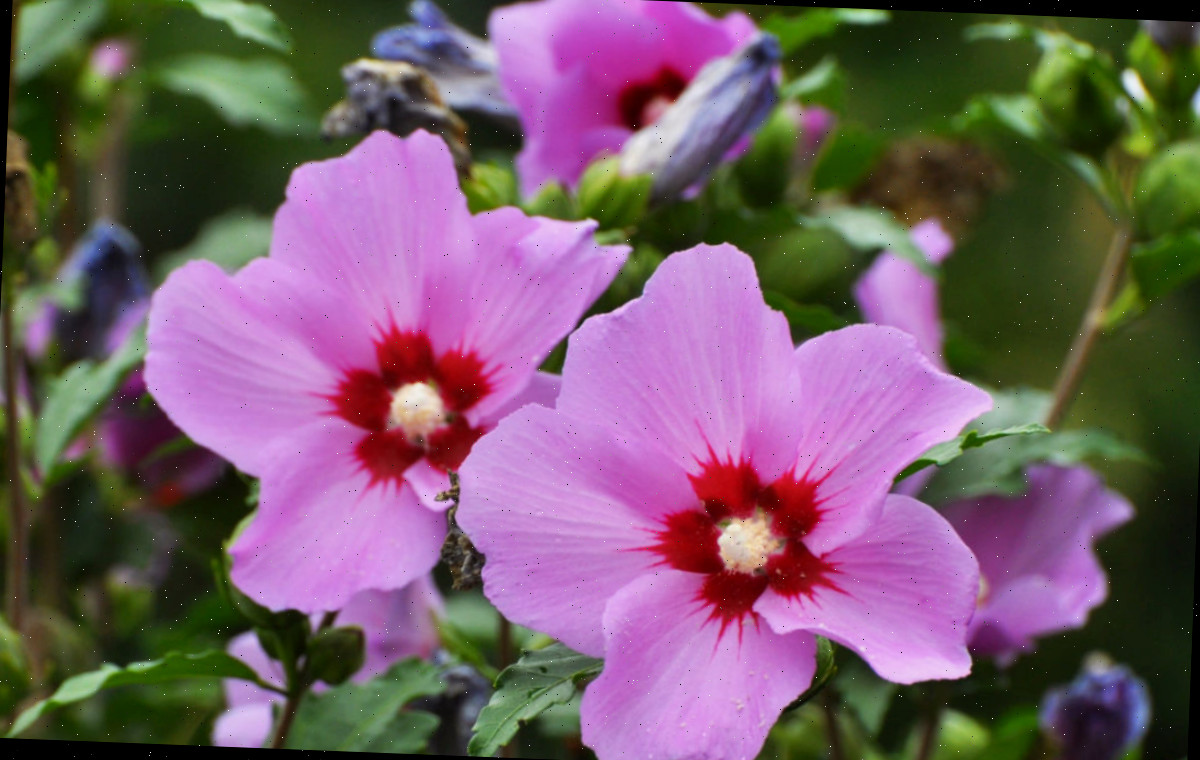 Hibisco-sírio rosa e vermelho em plena floração em um jardim.