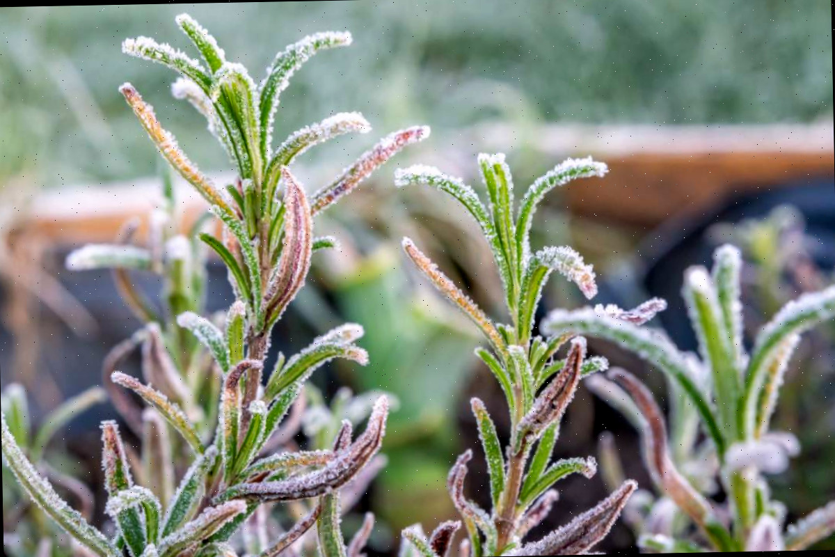 Alecrim é bastante resistente ao frio Planta de alecrim durante o inverno.