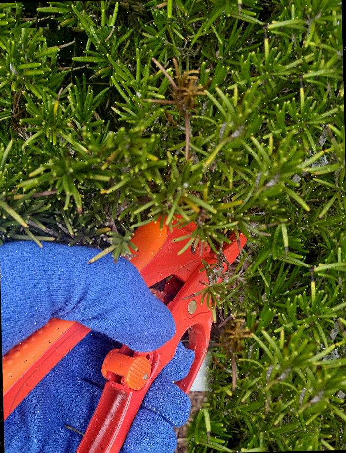 podadores de manivela e alecrim Mão com luva segurando podadores vermelhos, realizando uma poda intensa em uma planta de alecrim.