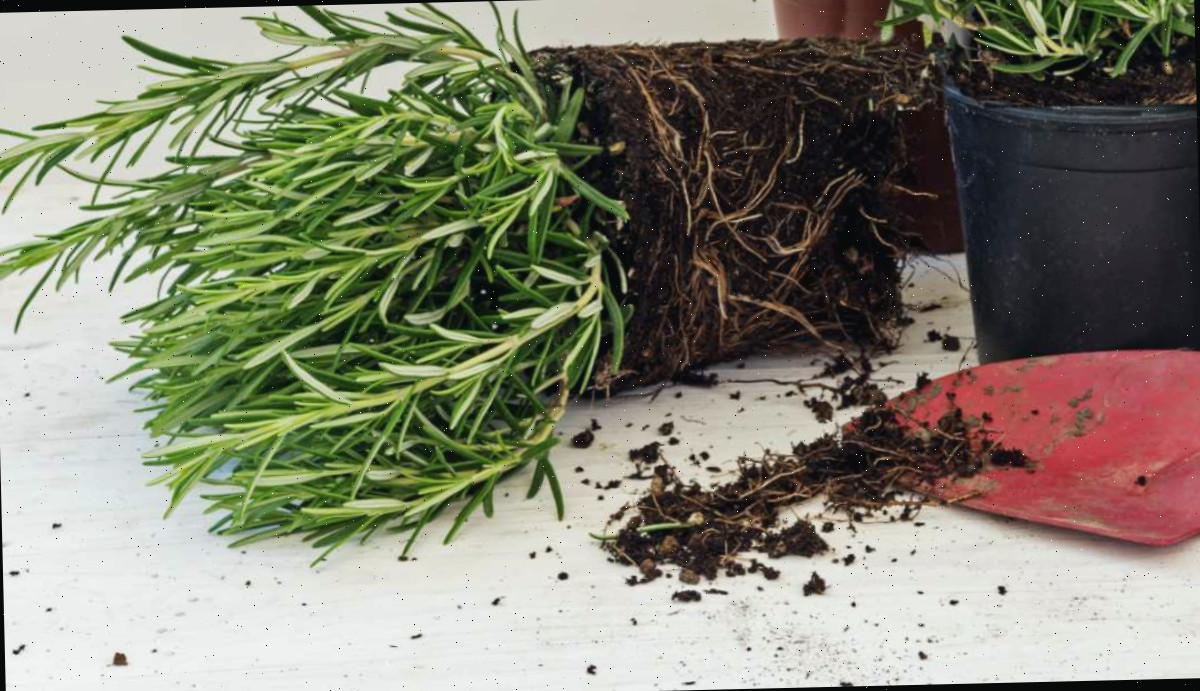 Bola de raiz do alecrim. Planta de alecrim com o vaso removido para demonstrar a bola de raiz e uma pequena pá.