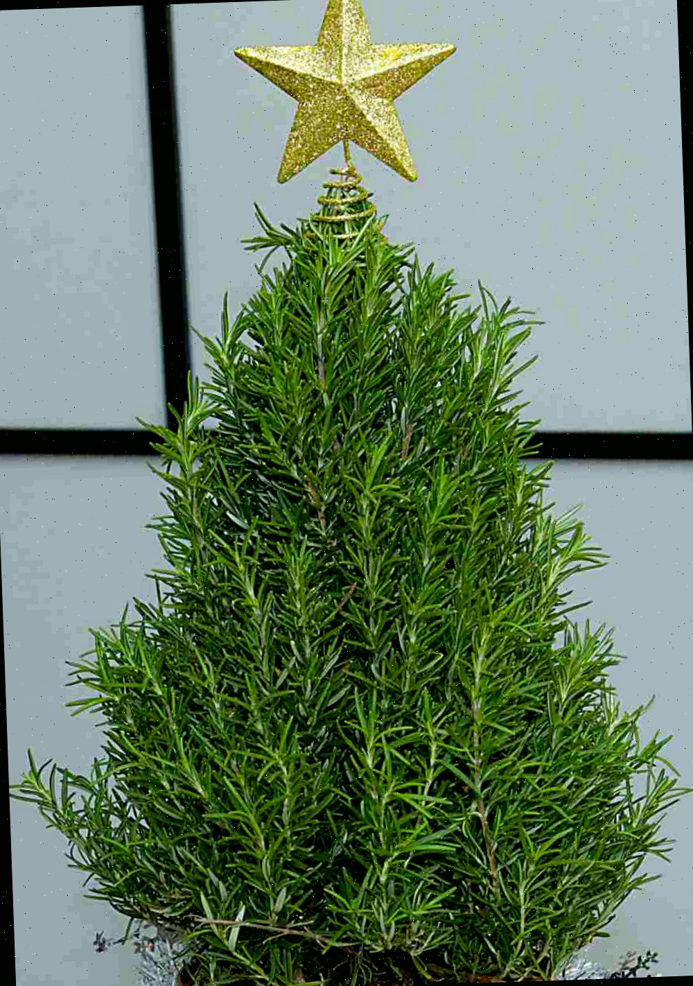 Planta de alecrim em forma de árvore de Natal com estrela no topo.