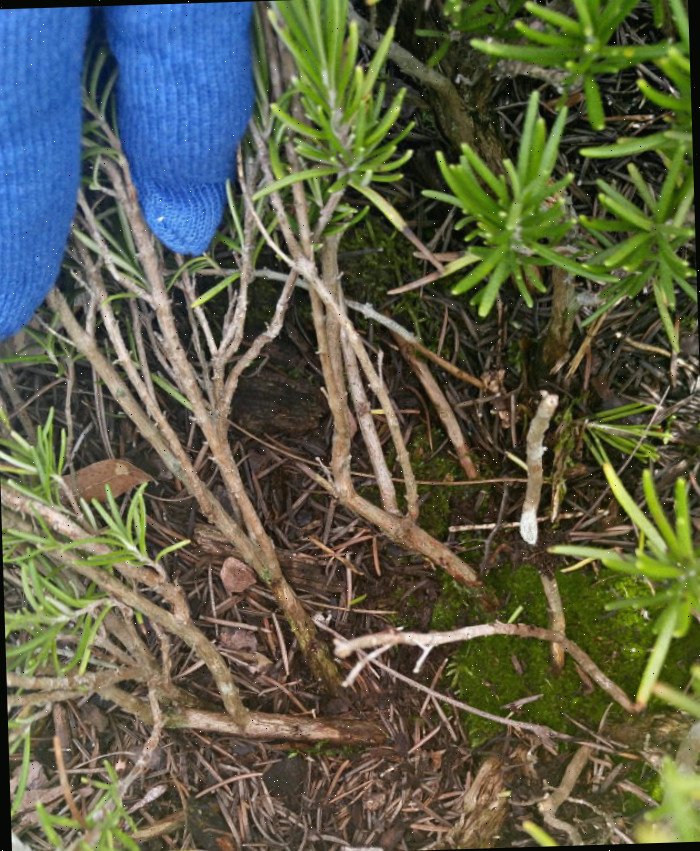 planta de alecrim lenhosa Mão em uma luva de jardinagem mostrando novo crescimento acima dos caules lenhosos do alecrim.