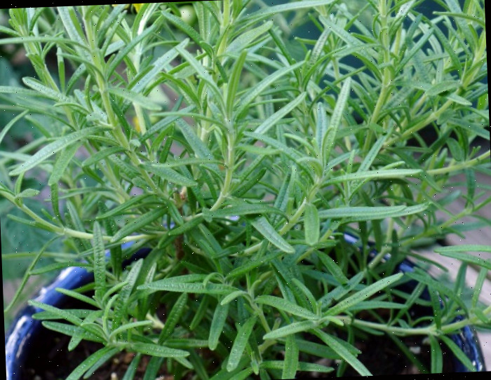 planta de alecrim Queime alecrim em uma fogueira para manter os insetos afastados
