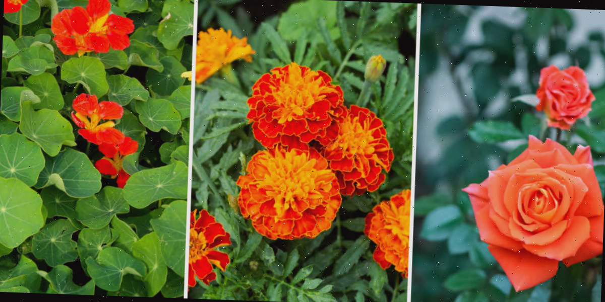 Uma colagem com imagens de rosas, calêndulas e capuchinhas.