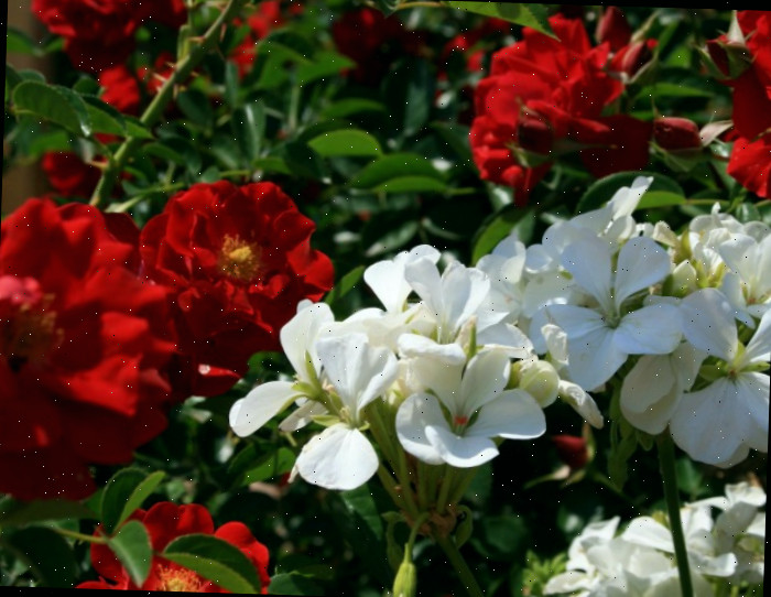 Roseira