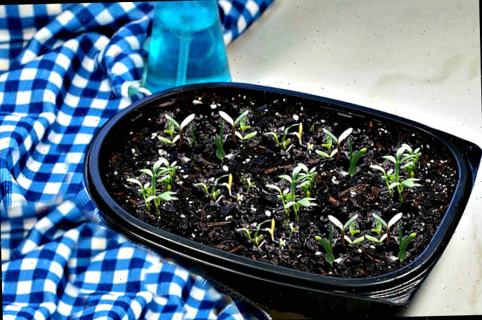Sementes plantadas em um recipiente de frango assado reaproveitado como bandeja faça você mesmo para iniciar sementes, ao lado de um pano azul.