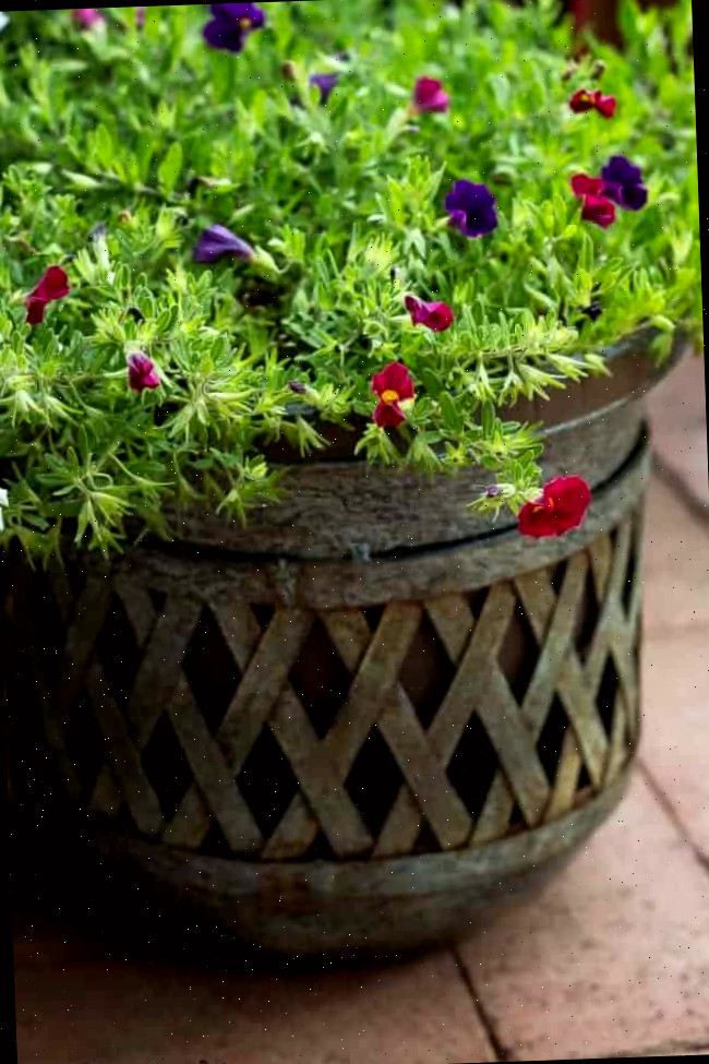 Um close de um vaso de flores