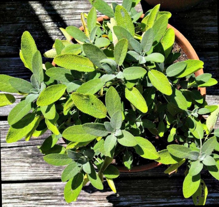 Salvia Fresca Sálvia Fresca