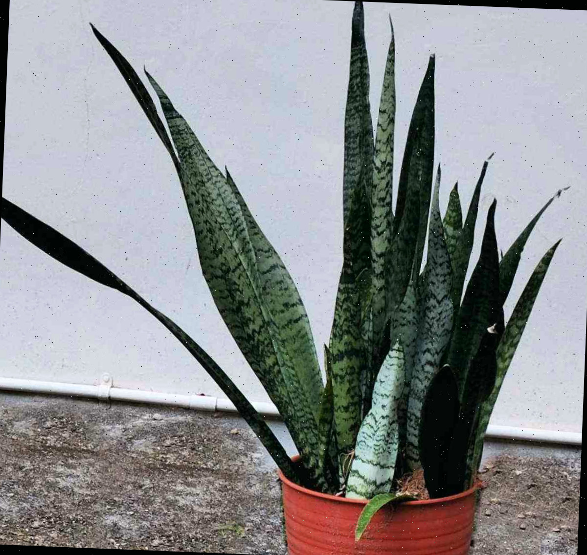 Sansevieria zeylanica em um vaso vermelho.