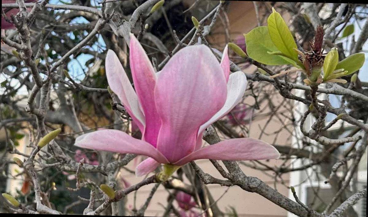 Uma imagem de close de uma magnólia em forma de prato (Magnolia x soulangeana), revelando uma flor clara nesta árvore com flores pink, cercada por vários ramos nus.