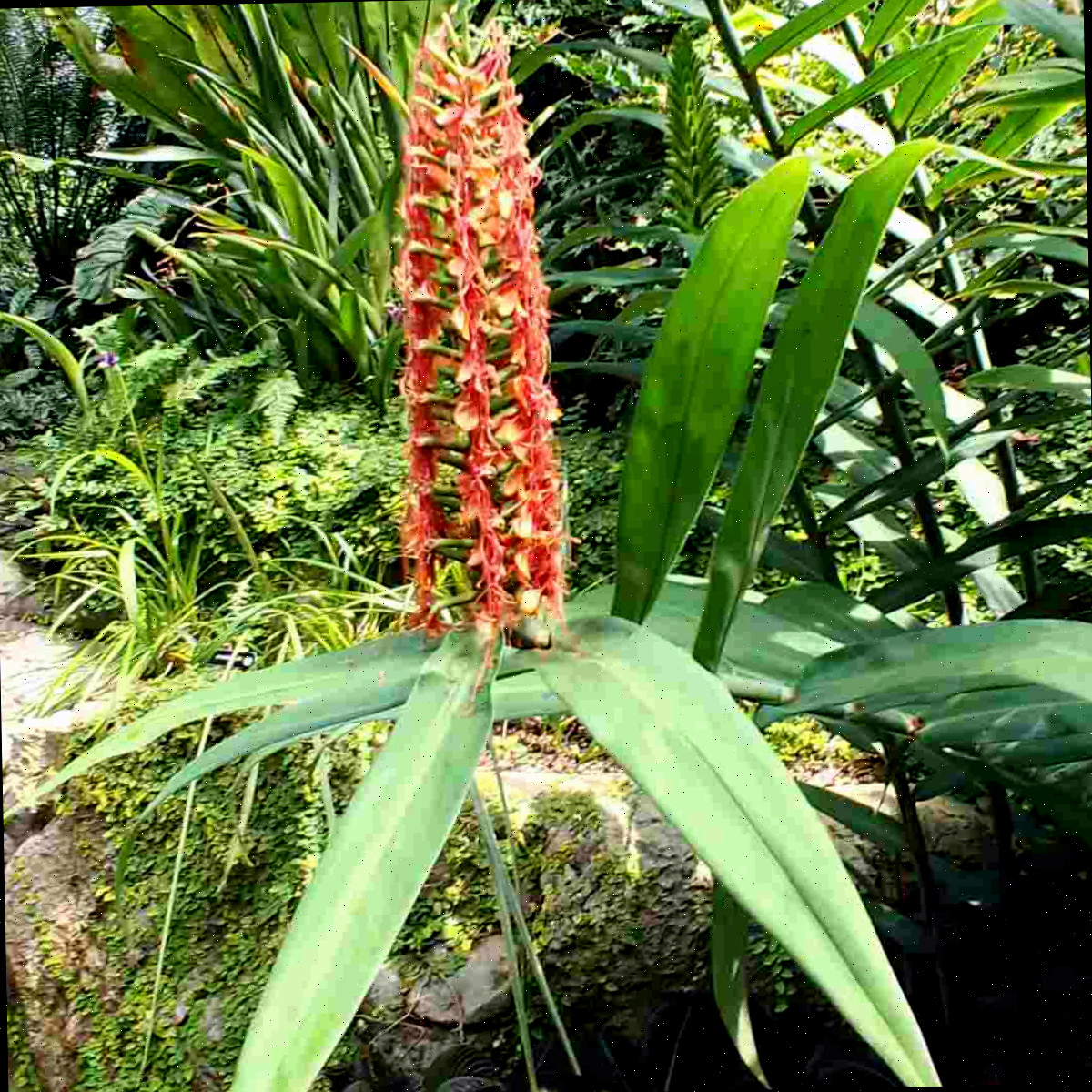 Uma haste de flores laranjas de Hedychium coccineum, popularmente conhecidas como lírio-ginger-escarlate.