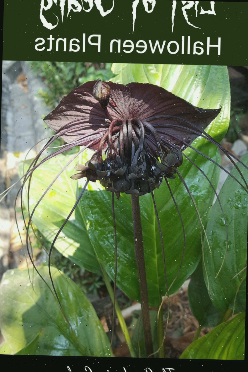 Lírio cabeça de morcego e texto Lista de Plantas de Halloween Assustadoras.